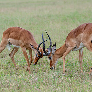 Nakuru NP - Fighting impalas